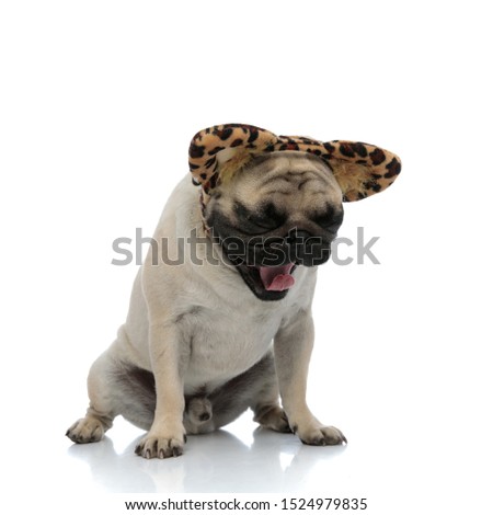 Drowsy pug yawning with its tongue exposed while wearing a headband with cheetah ears while sitting on white studio background