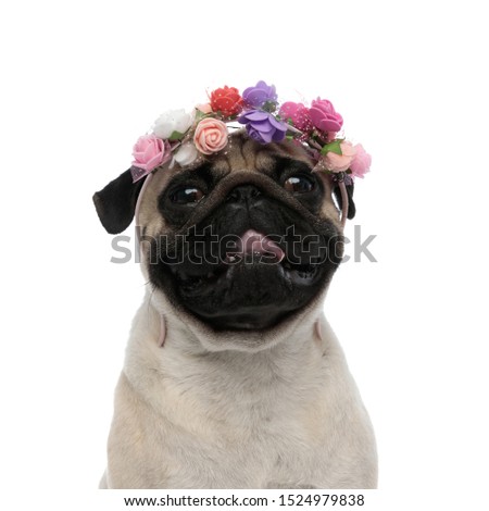Close up of an adorable pug panting and wearing a flower decorated headband while sitting on white studio background