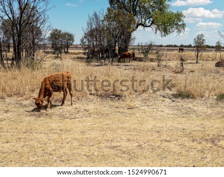 A herd of cows as part of cattle droving in the Australian countryside, seen through a car window