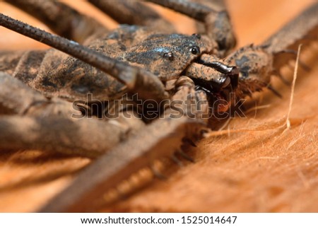 Amblypygi, Tailless whip scorpion, Damon diadema from Africa