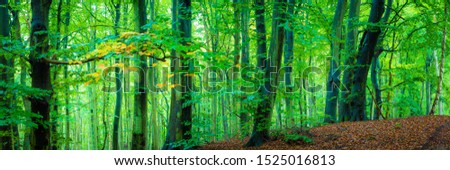 Beech forest at the Island of Ruegen in Germany - Panorama