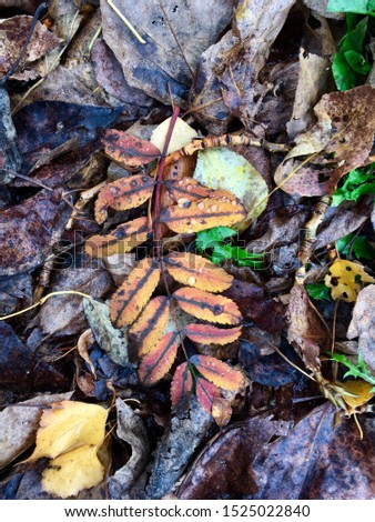 multicolored beautiful autumn fallen leaves