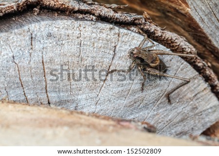 Grasshopper on wooden underground. Macro Picture from Bavaria of a little grasshopper on wood in September