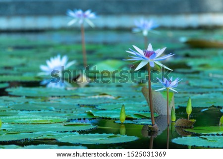 Many blue lotus flowers are surrounded by round green leaves in a lotus pond.