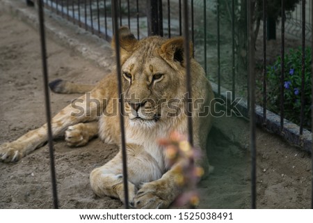 A large lioness lies in the sand behind the bars of a large aviary.
