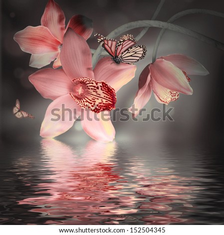 Orchids with a butterfly on the coloured background Royalty-Free Stock Photo #152504345