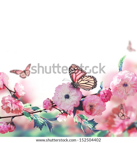 Pink flower of an Oriental cherry and butterfly;  Royalty-Free Stock Photo #152504402