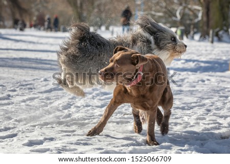 two dogs playing in the snow