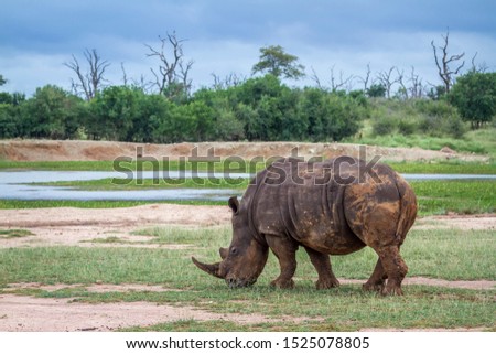 Southern white rhinoceros grazing in Hlane royal National park scenery, Swaziland ; Specie Ceratotherium simum simum family of Rhinocerotidae