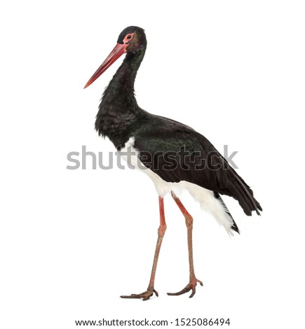 Black stork, Ciconia nigra, walking against white background Royalty-Free Stock Photo #1525086494