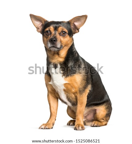 mixed-breed dog with chihuahua sitting against white background