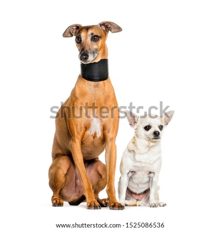 Italian Greyhound and a chihuahua sitting against white background