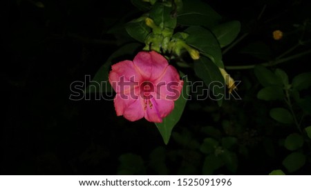 A beautiful pink flower photo 