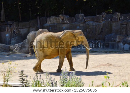 Big elephant at the zoo