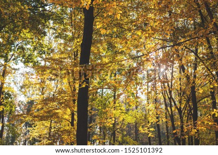 Yellow tree leaves in October. Fall forest Alley in the park. Sunday walk. Gold autumn. Europe, Poland, Mazovia, Sulejówek