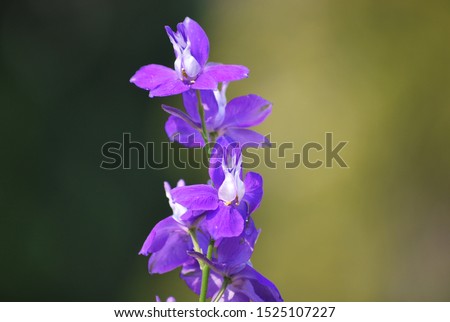 Consolida ajacis or Doubtful knight's-spur. Flowers bloom in the morning light. Royalty-Free Stock Photo #1525107227