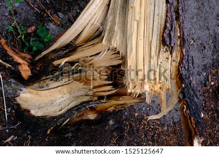 A picture of a broken tree