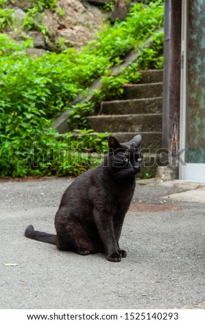 Black cat sitting in front of stone steps