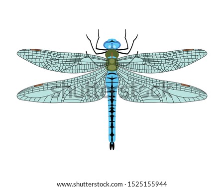 Dragonfly icon in flat style isolated on white background. Design element for print templates, websites, web and mobile phone apps. Vector illustration.