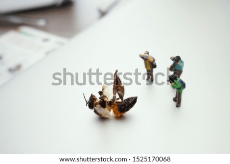 miniature people, photographer take a picture of dead bee                               