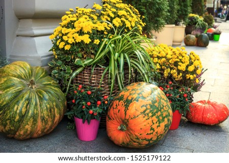 Autumn still life with pumpkins, chrysanthemums and small red tomatoes  plant in pots. Decoration near house for Thanksgiving day. Fall Halloween concept on city street