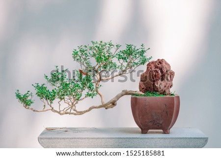 a bonsai before white wall