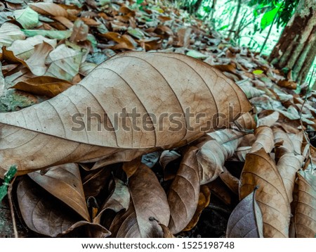 portrait of dried leaves, and scattered