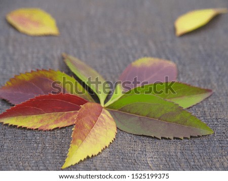 Bright autumn leaves on the original dark background closeup. Romantic unusual pattern for decoration and design.