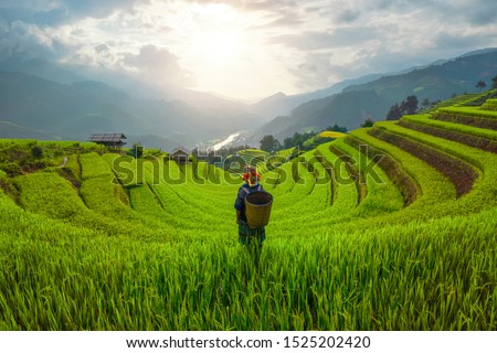 Tribal woman, farmer, with paddy rice terraces, agricultural fields in countryside of Mu Cang Chai, Yen Bai, mountain hills valley in South East Asia, Vietnam. Nature landscape background. Royalty-Free Stock Photo #1525202420