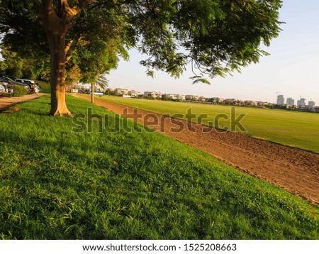 Tree on a green golf course 