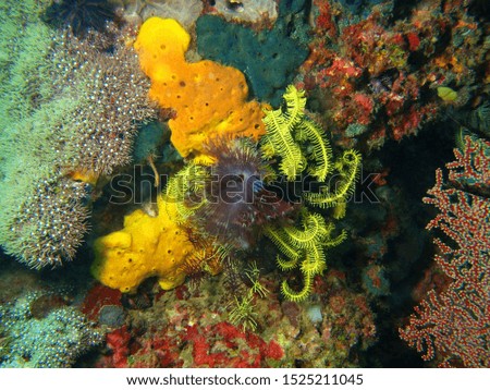 The surprising underwater world of Philippine sea, island Mindoro, tube worm