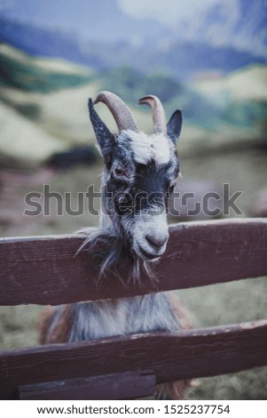 black and white goat stands behind a fence on a farm