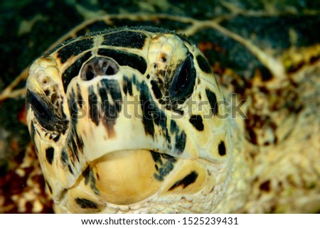 hawksbill sea turtle very very close