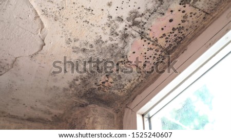 Mold growth. Damp walls, ceiling, window frames and glass in home. Molds thrive on moisture and reproduce by means of tiny, lightweight spores that travel through the air Royalty-Free Stock Photo #1525240607