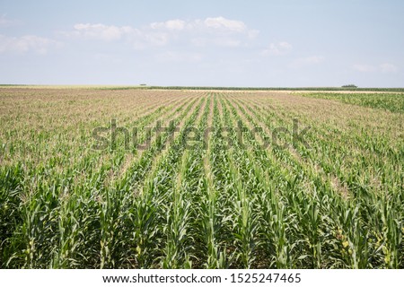 Cornfileds, with their typical rows, taken on the plains of Voivodina, the most rural and agricultural region of Serbia. Corn is one of the biggest monocultures of the world

 Royalty-Free Stock Photo #1525247465