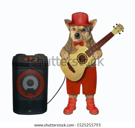 The dog in a red hat, a bow tie, shorts and boots is playing the acoustic guitar. The loudspeaker is next to him. White background. Isolated.