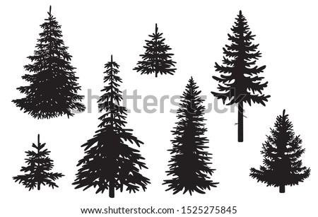 Collection of pine tree silhouettes – Vector, isolated