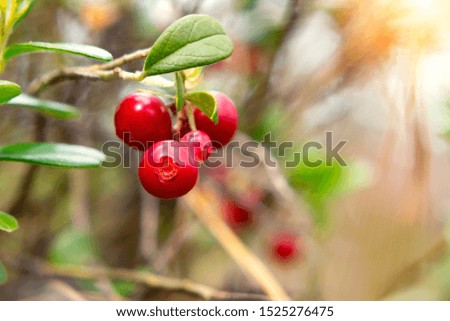 Bunch of ripe red lingonberries on a bush in the forest