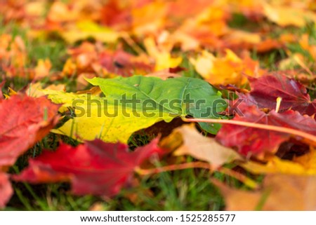 Colorful Leaves Laying On The Ground