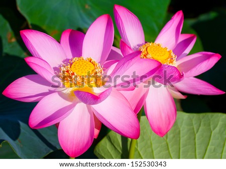Beautiful flowers of a lotus (Nelumbo komarovii, Nelumbo nucifera)