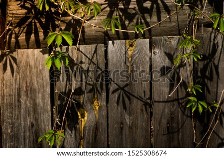 wild grape vines on a wooden fence