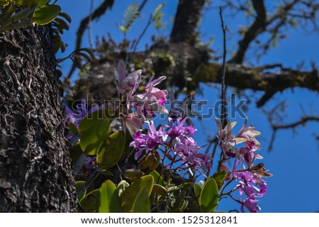Flowering orchids (Cattleya intermedia) in the garden, growing on the trunk of the trees. Epiphyte flowers. Cattleya intermedia is a native species of Brazil. Rio Grande do Sul, Brasil. Royalty-Free Stock Photo #1525312841