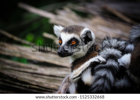 Portrait lemur - monkey from madagaskar	. Photo from animal live. Picture with place for your text.