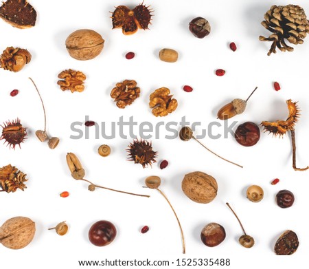 Autumn composition on white background . Blank paper  covered with  different tree seeds . Top view , copy space.