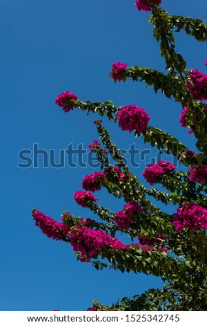 Beautiful background with bright pink flowering bougainvillea on blue sky background