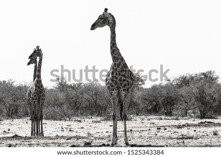 Wild african animals. Three namibian giraffes in the african savannah on a sunny day