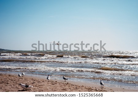 seagulls walk and fly on the seashore
