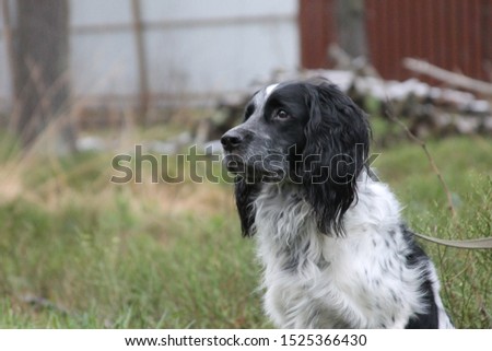russian hunting spaniel walking, black and white dog