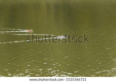 Ducks swim on the lake in the park