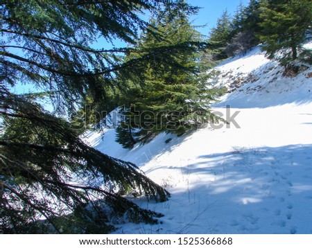 Arz al Barouk Lebanon cedars snow season